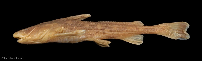 Acrochordonichthys guttatus