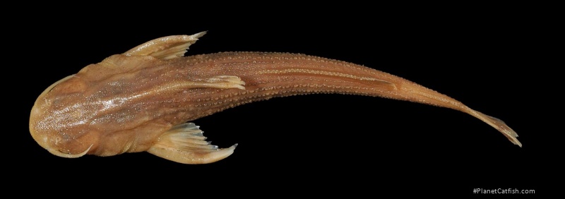 Acrochordonichthys guttatus