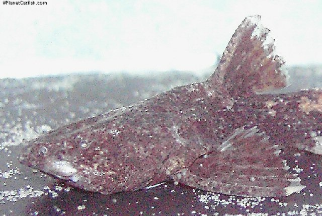 Acrochordonichthys rugosus