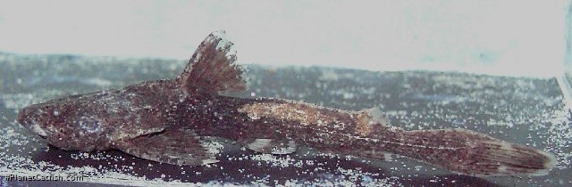 Acrochordonichthys rugosus