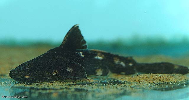 Acrochordonichthys rugosus