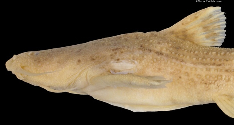 Acrochordonichthys strigosus