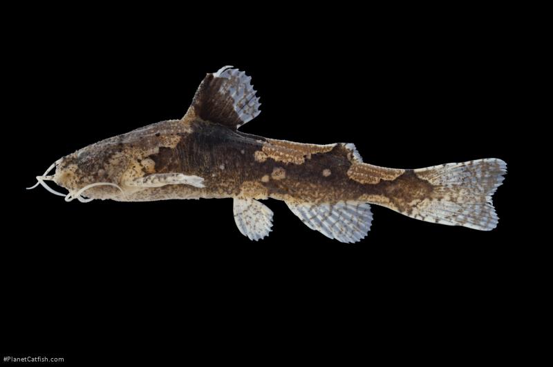 Akysis bilustris