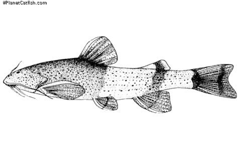 Akysis brachybarbatus