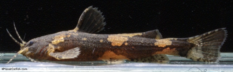 Akysis fontaneus