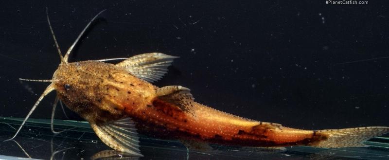 Akysis maculipinnis