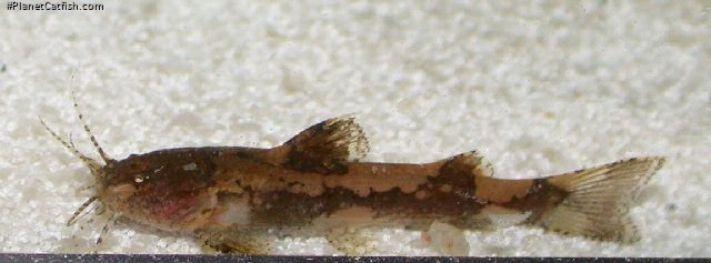 Akysis maculipinnis