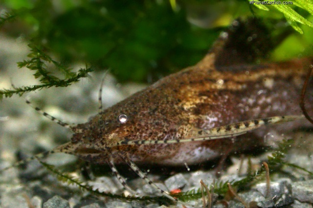 Akysis maculipinnis