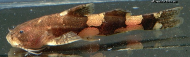 Akysis pulvinatus
