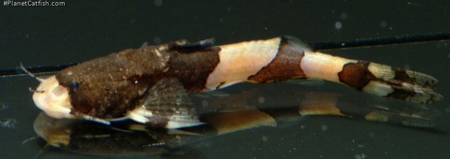 Pseudobagarius leucorhynchus