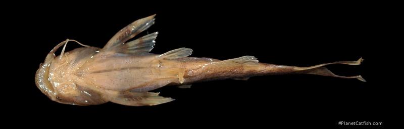 Pseudobagarius meridionalis