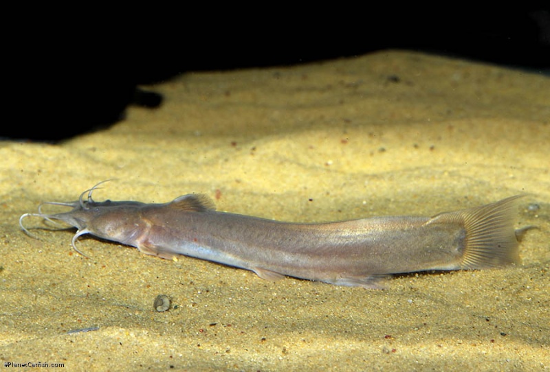 Amblyceps cerinum