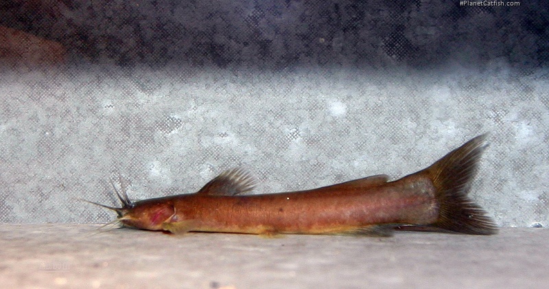 Amblyceps foratum