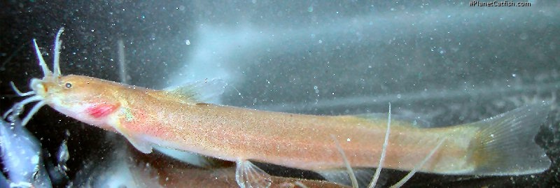 Amblyceps laticeps