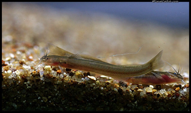Amblyceps laticeps