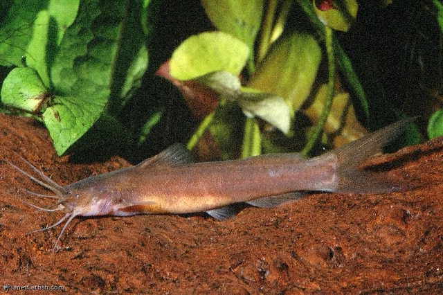 Amblyceps mangois