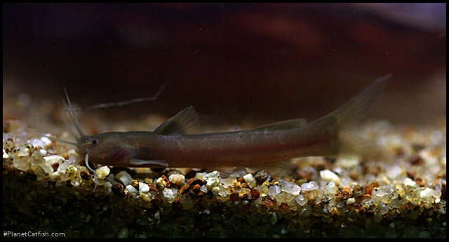Amblyceps mangois