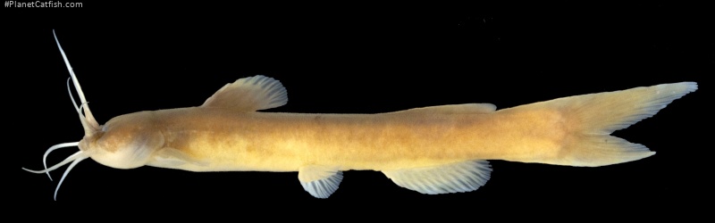 Amblyceps protentum
