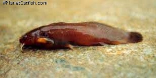 Liobagrus formosanus