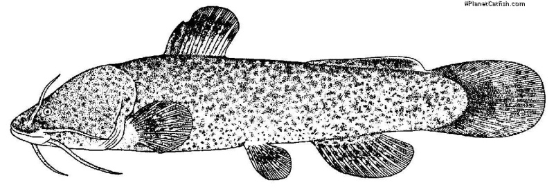 Liobagrus kingi