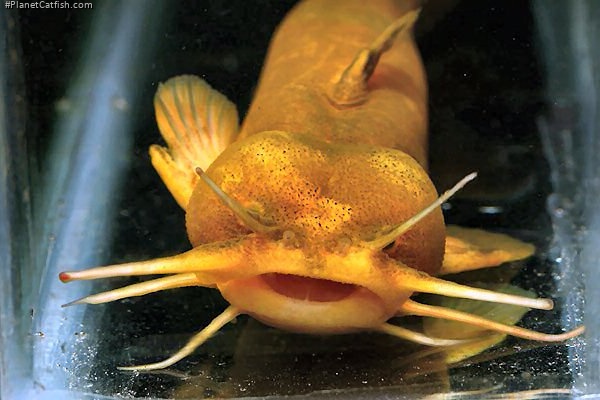 Liobagrus marginatus