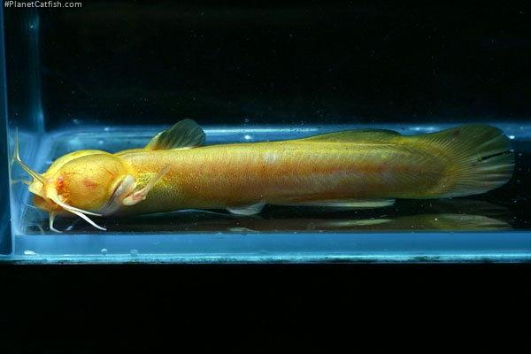 Liobagrus marginatus