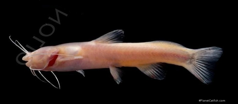 Xiurenbagrus dorsalis