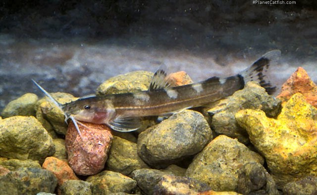 Amphilius atesuensis