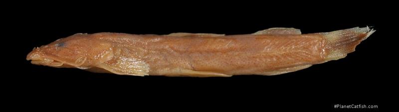 Amphilius brevis