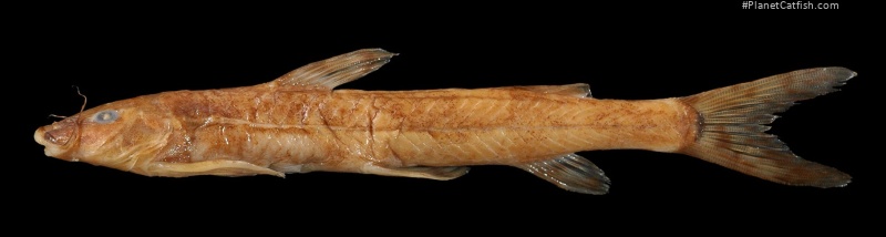 Amphilius jacksonii