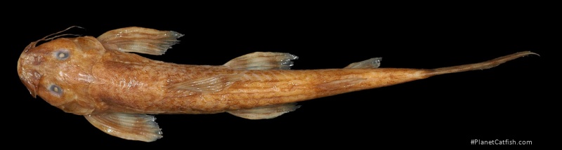 Amphilius jacksonii