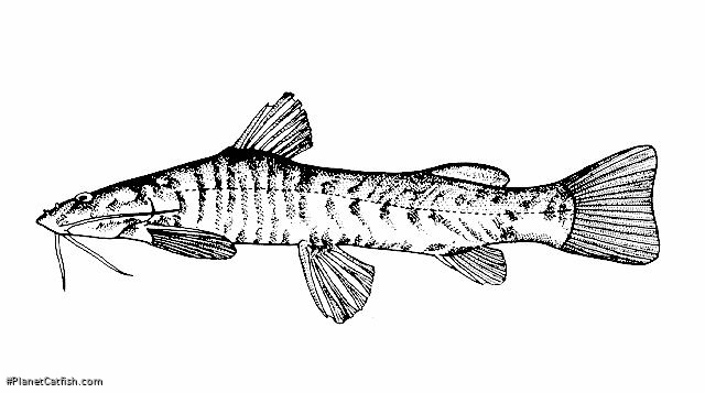 Amphilius kivuensis