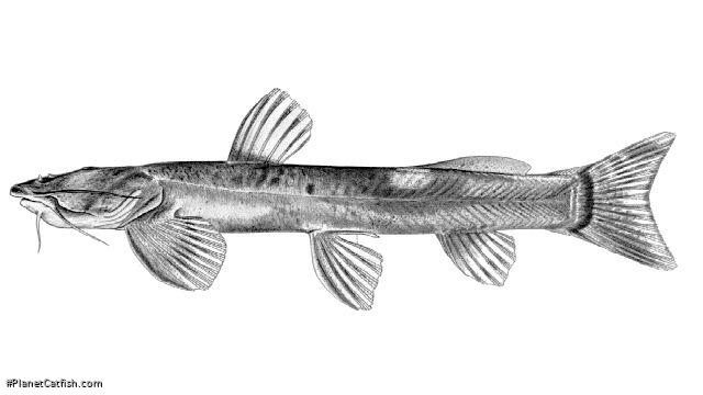 Amphilius lentiginosus