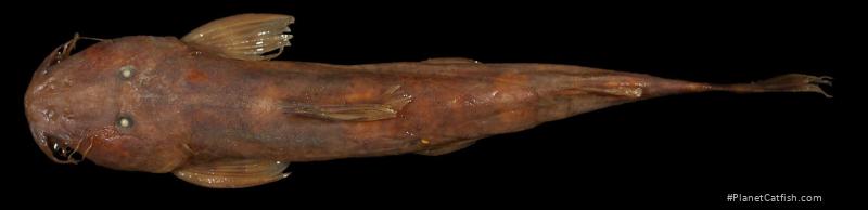 Amphilius longirostris
