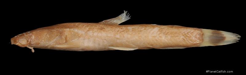 Amphilius maesii