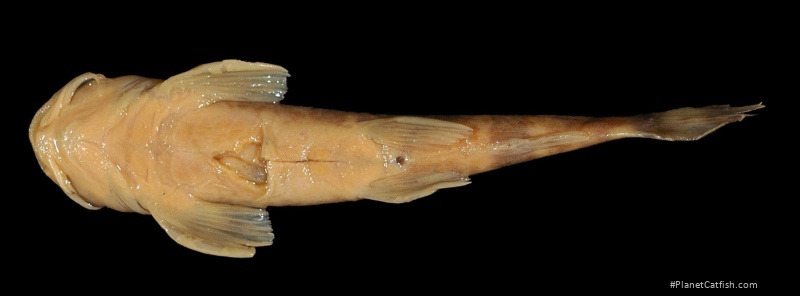 Amphilius opisthophthalmus