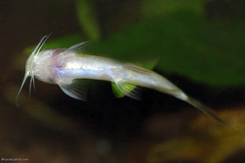Amphilius platychir