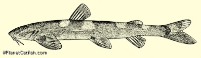 Amphilius rheophilus