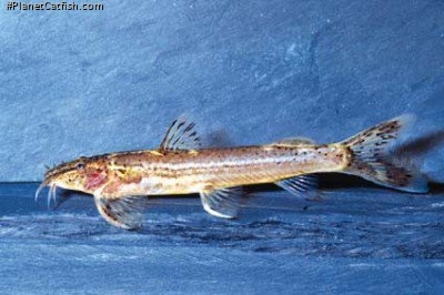 Amphilius sp. (1)