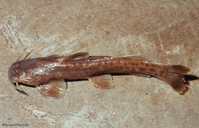 Amphilius uranoscopus
