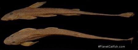 Belonoglanis tenuis
