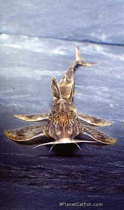 Belonoglanis tenuis