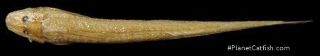 Dolichamphilius brieni