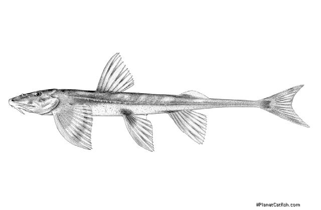 Doumea angolensis