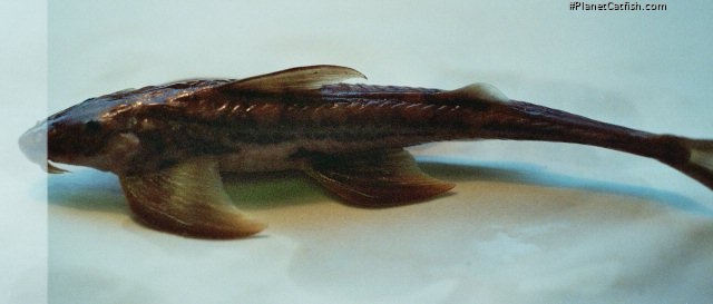 Doumea typica