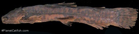 Paramphilius baudoni