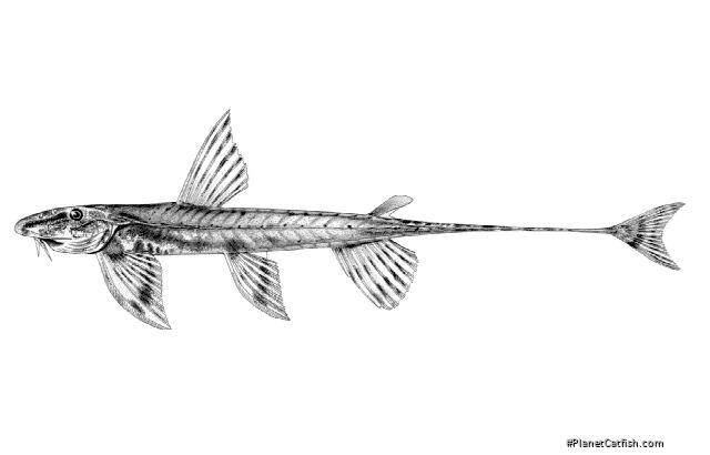 Phractura scaphyrhynchura
