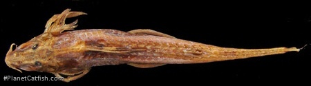Phractura scaphyrhynchura