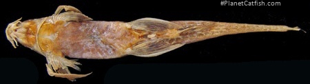 Phractura scaphyrhynchura