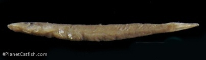 Psammphiletria delicata